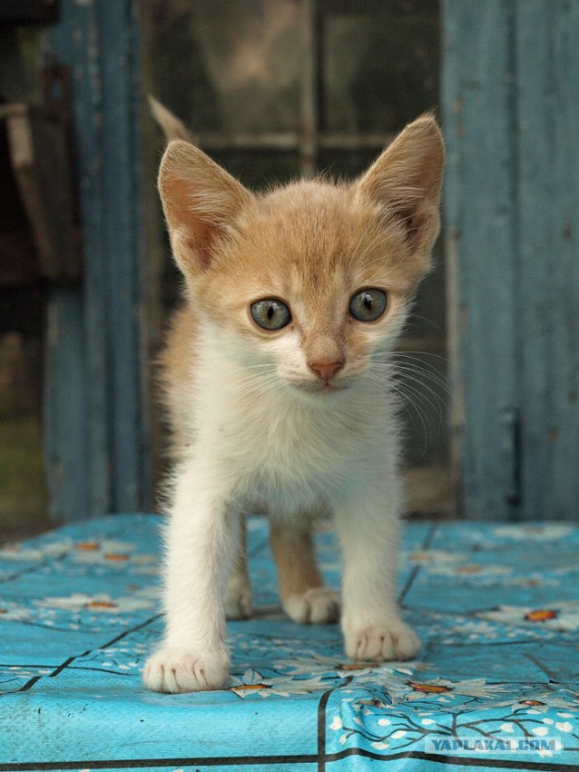 Забыли котовторник? А вот он!