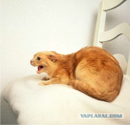 Котосреда (06.05.2009)