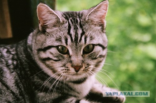 Котовторник на 22 июня