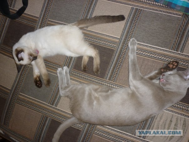 Котовторник: суровый кот и котята-совята