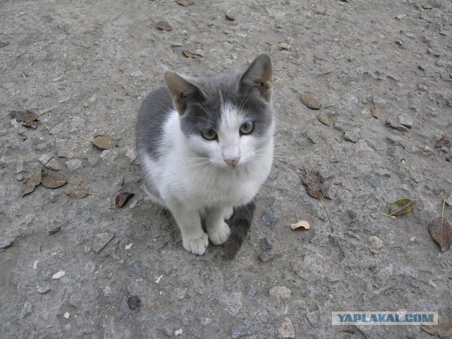 Котовторник объявляется открытым!
