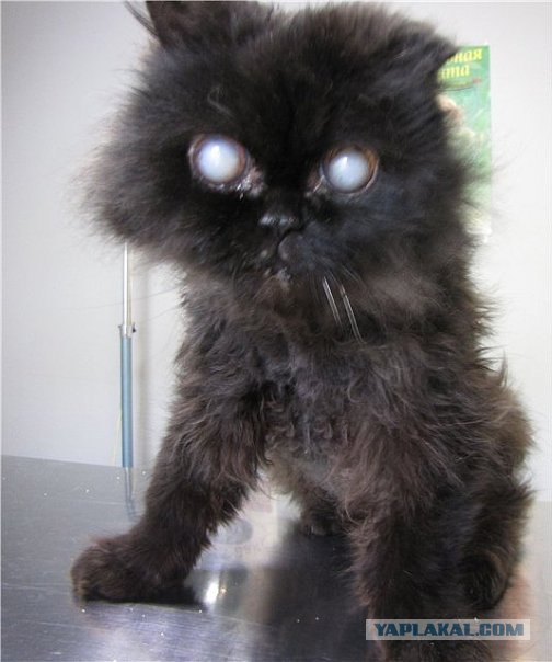 Коты до и после