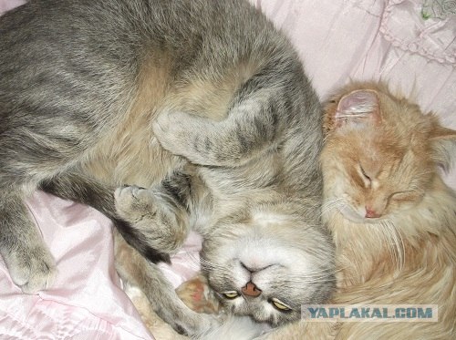 Котовторник (начало в супермаркете!)