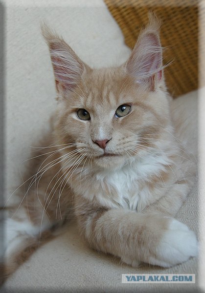 Котовторник (07.02.2012)