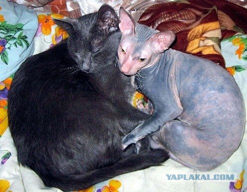 Котовторник 27.03.2012