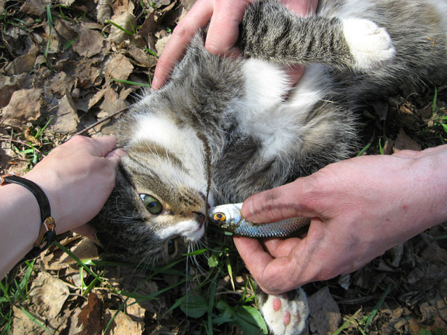 Котовторник 29.05.2012