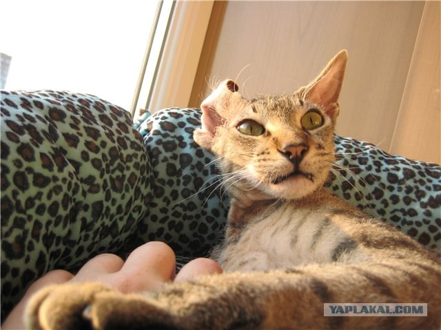 Котовторник  14.08.2012.