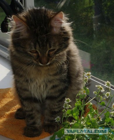 Котовторник  28.08.12