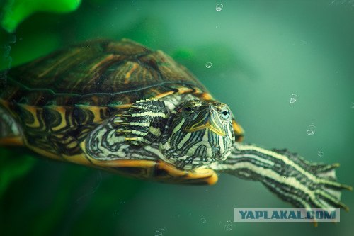 20 жизненных уроков от черепашек