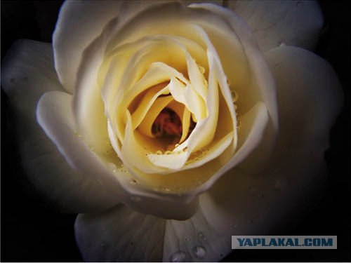любительская фотография