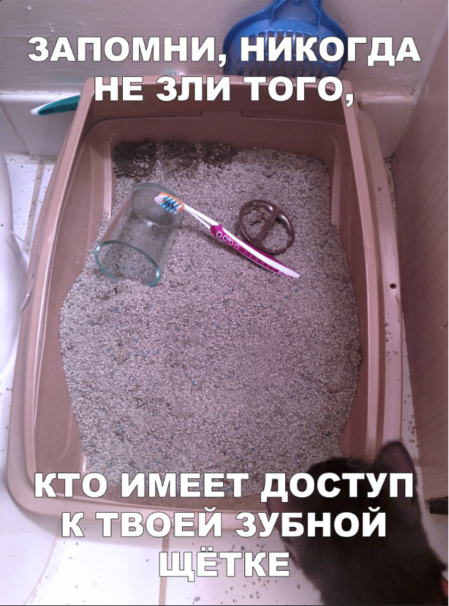 Бредзона в картинках 26.11.2019