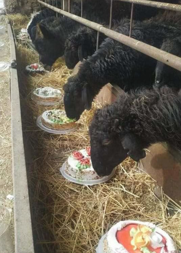 Казан-самса II