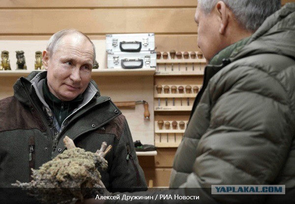 Горбатая тайга