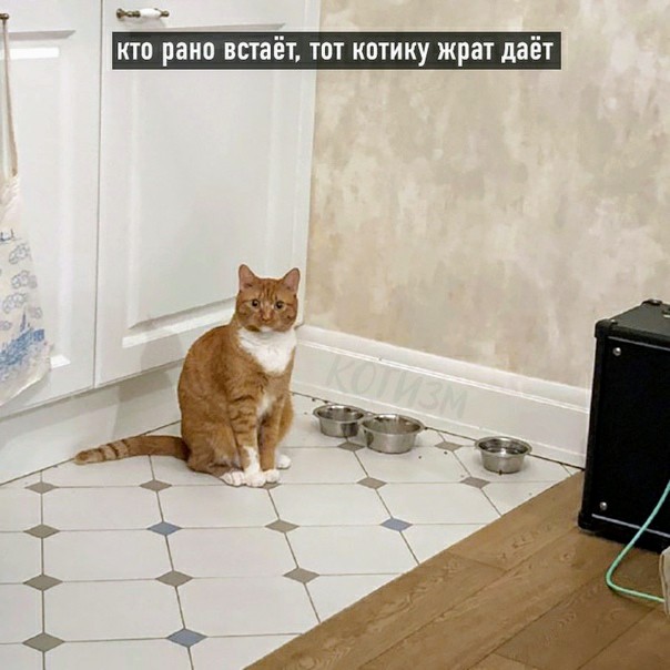 Картинки и мемы для настроения 029