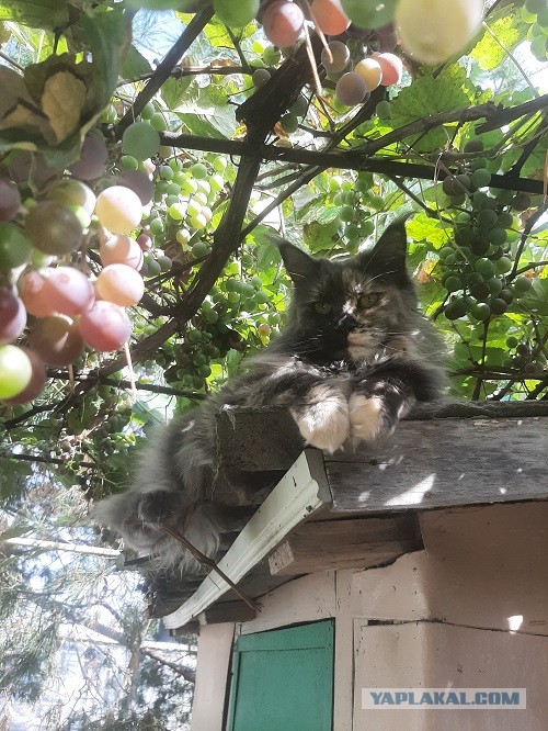 Вторник, ваши коты и кошки в студию