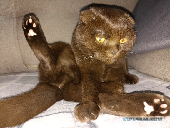 Котовторник