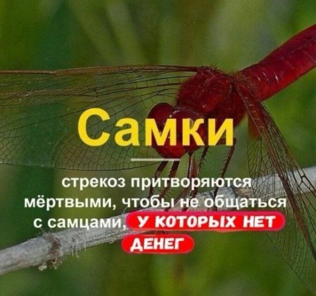 Немного картинок для настроения - 177
