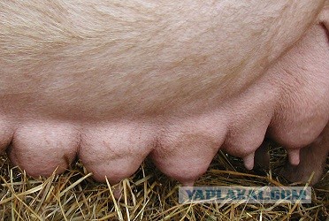 Потеряла сиську