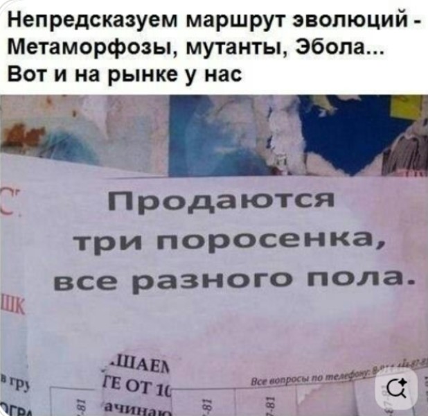 Картинки для деградации 234 (разной степени свежести)