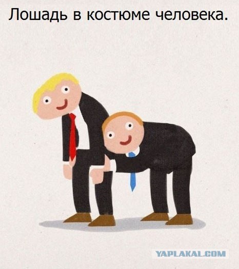 Акула на кухне