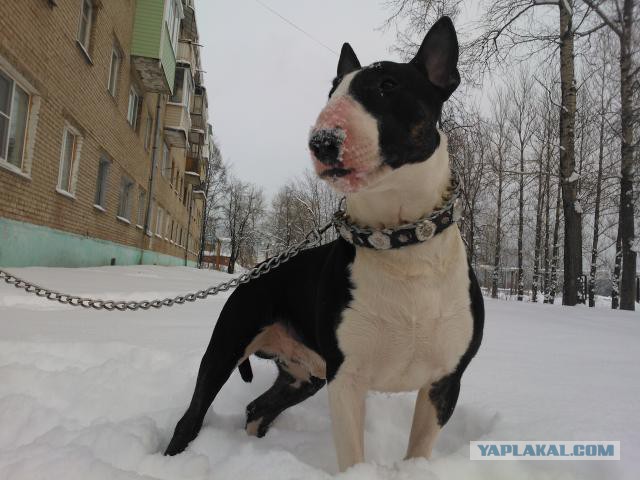 О, my dog