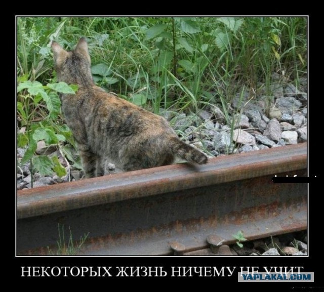Демотиваторы.