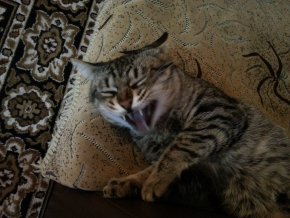 Котэ, которых застали врасплох