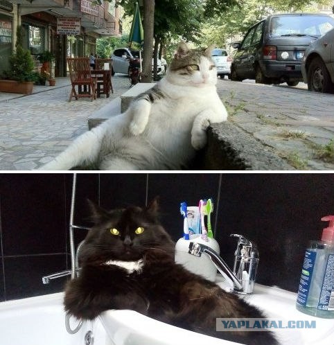 Моим котам