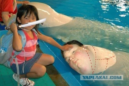 Приколы из сети