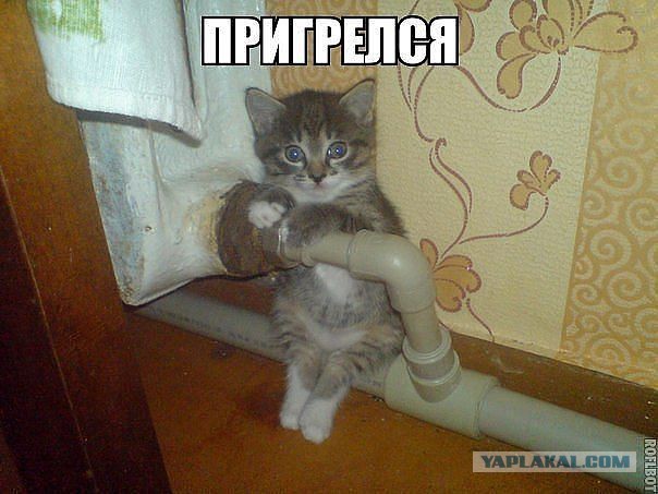 Котята тоже могут спать где угодно!