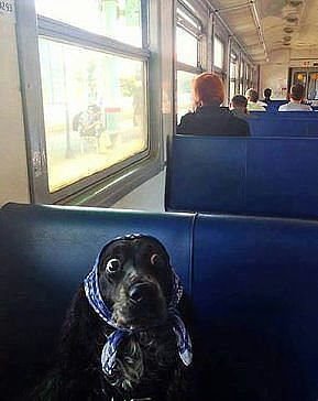 Подборка веселых картинок