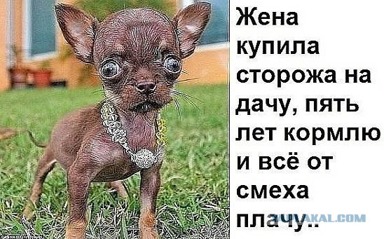 Собака укладывает ребёнка спать