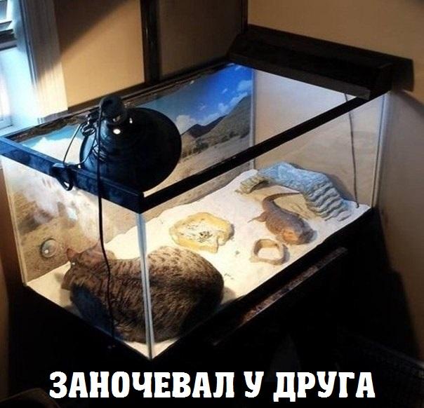 Немного картинок и демотиваторов