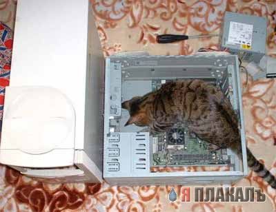 Прикольное зверье