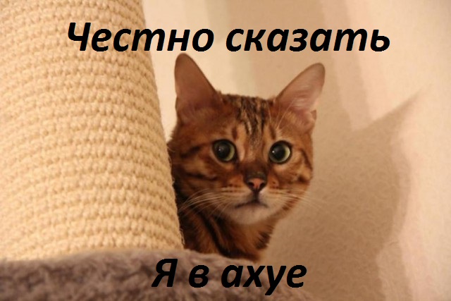 Пять кило веселого «неадеквата»