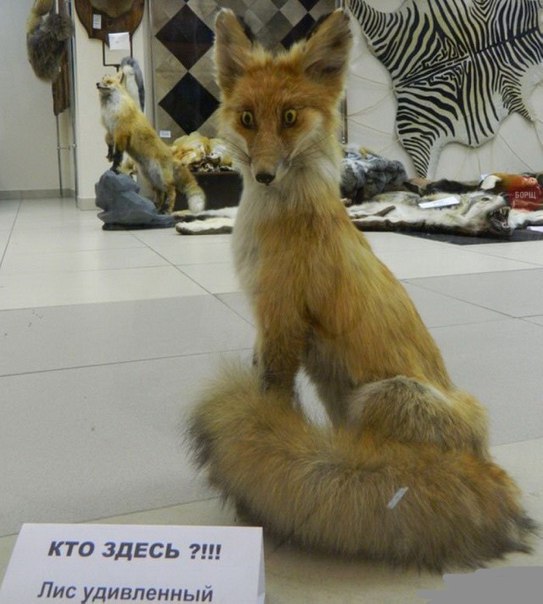 Лиса застукали в курятнике