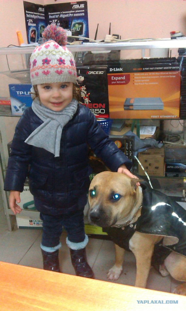 Страшно красивые терьеры