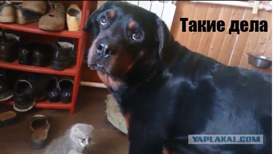Котенок нападает на ротвейлера.