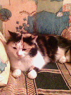 Котовторник на ЯПе (29.01)