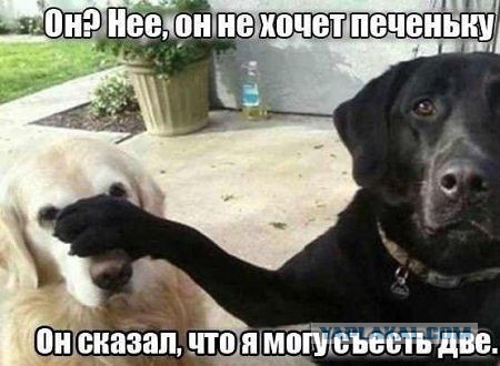 Подборка веселых картинок с тырнета