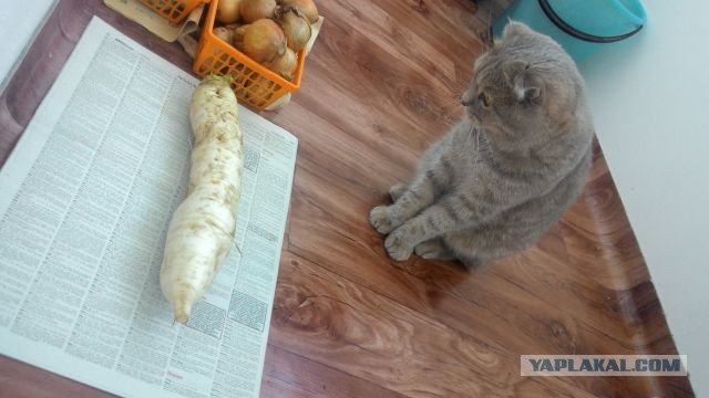 Еще один найденыш к которвторнику