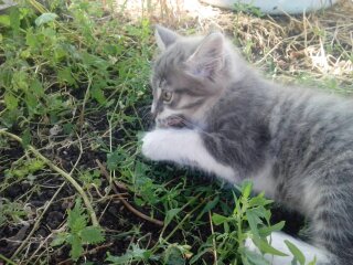 Котовторник 25.10. 2016