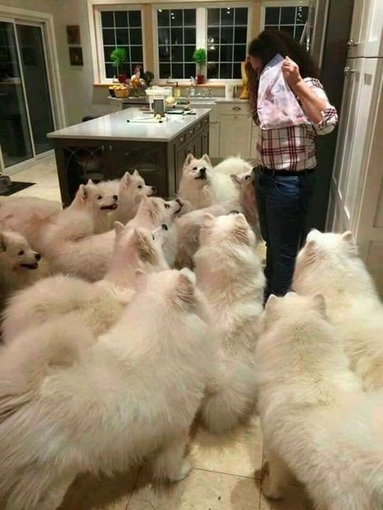 Самые смешные животные