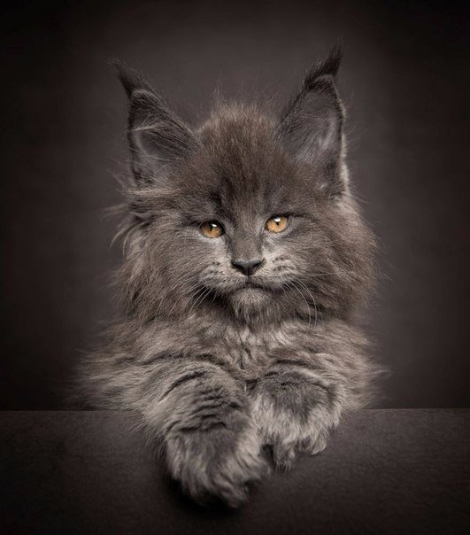 Коты и Кошки