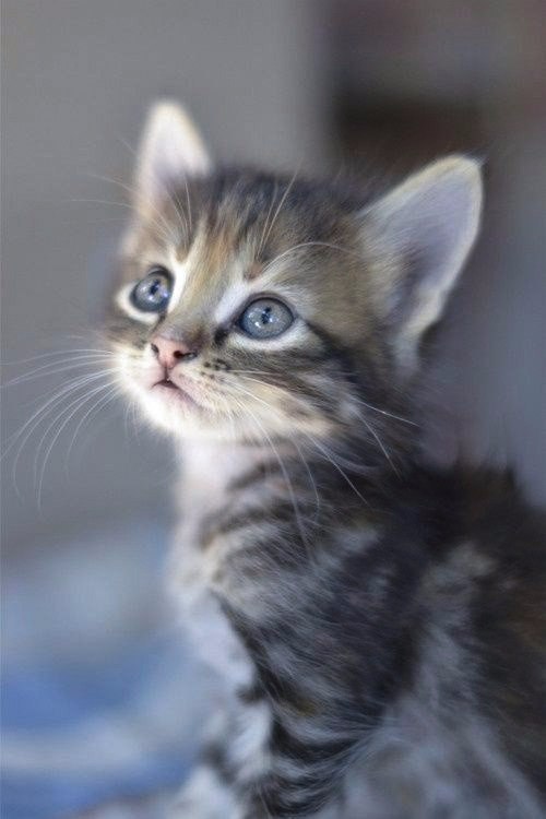 Коты и Кошки