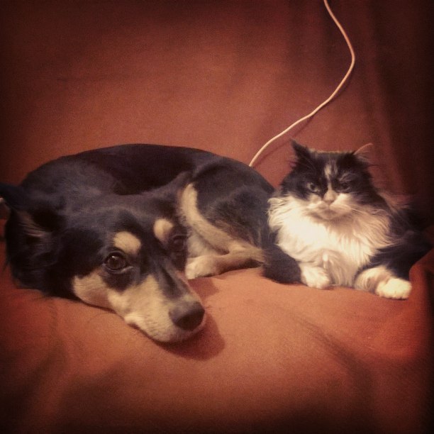 Подборка забавных животных