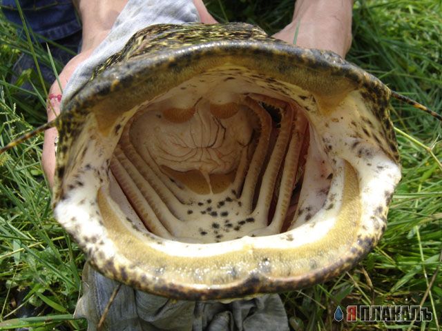 Не плавайте в Реке Конго!