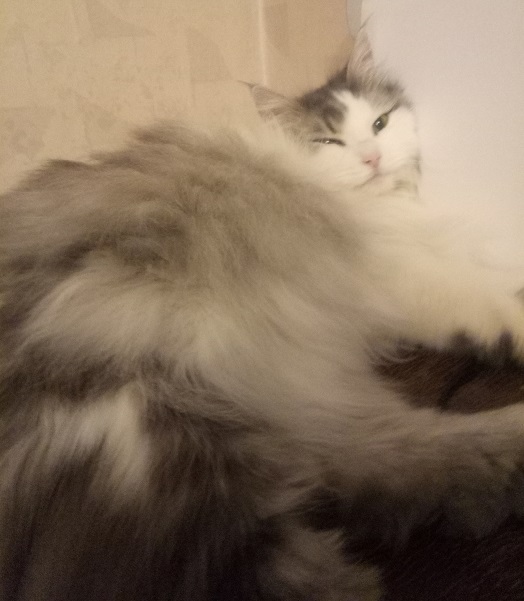 Котовторник 20.06.2017