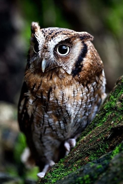 Живность из сети