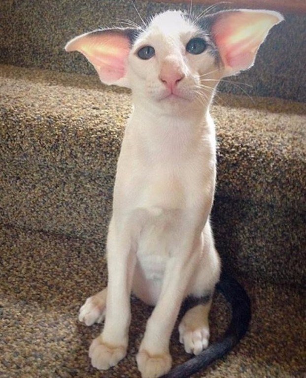 Коты и Кошки